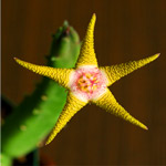 . Ѹ     (Stapelia)