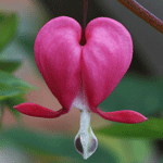 .  -  Bleeding Heart (Dicentra)