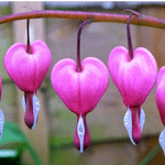 .  -  Bleeding Heart (Dicentra)