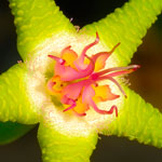 . Ѹ     (Stapelia)