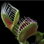 .   (Dionaea muscipula)