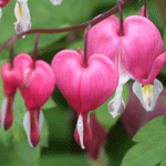 .  -  Bleeding Heart (Dicentra)