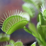 .   (Dionaea muscipula)