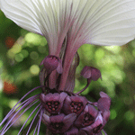 .    - Bat Flower (Tacca Chantrieri)