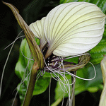 .    - Bat Flower (Tacca Chantrieri)