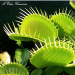 .   (Dionaea muscipula)